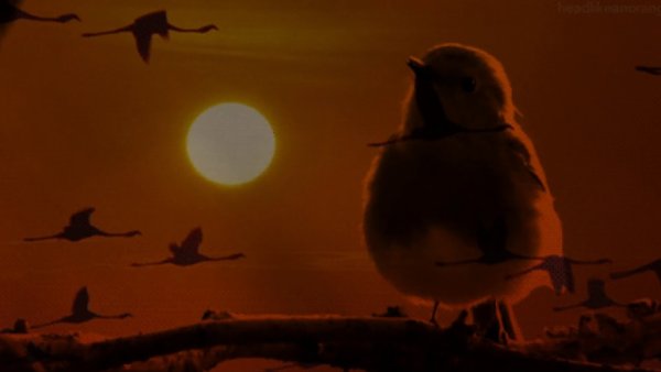 День птиц раскраски для детей