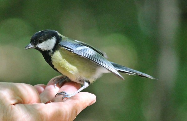 Синичка улетает с руки