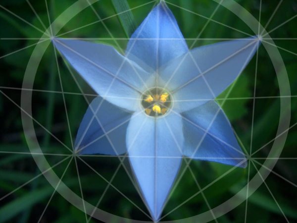 Симметрия в природе