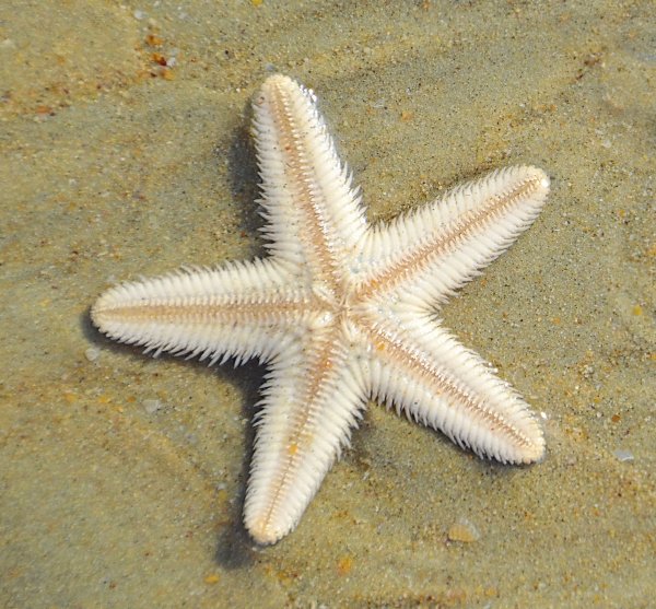 Симметрия в природе