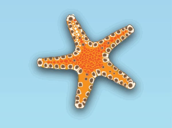 Сказочная морская звезда