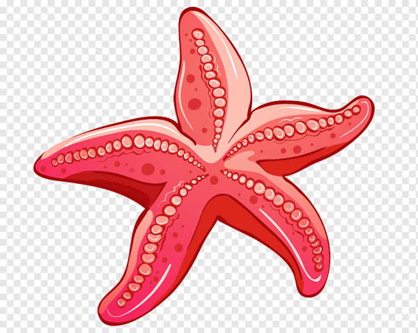 Шестиконечная морская звезда