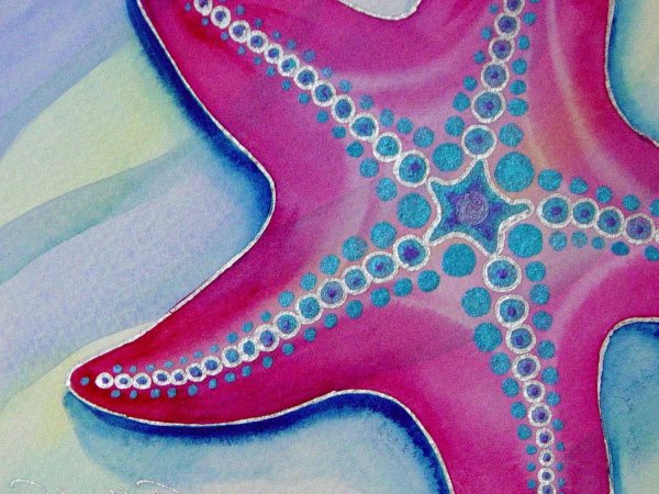 Солястер морская звезда