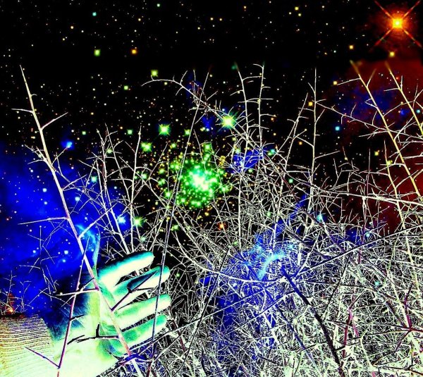 Тернии к звездам