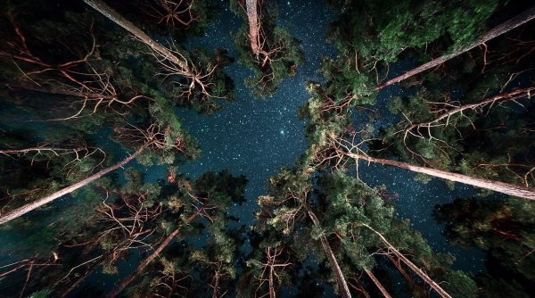 Сквозь тернии к звездам