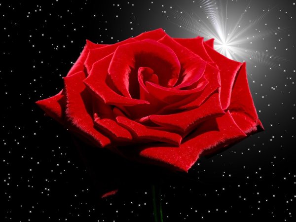 Розы и звезды