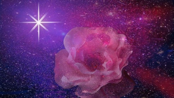 Цветы в космосе