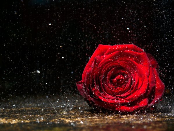 Ночь и красная роза