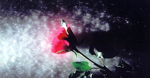 Ночь цветы зима