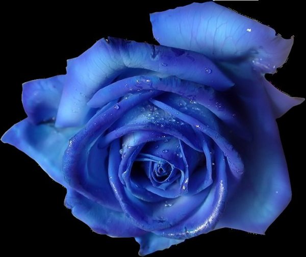 Синяя роза