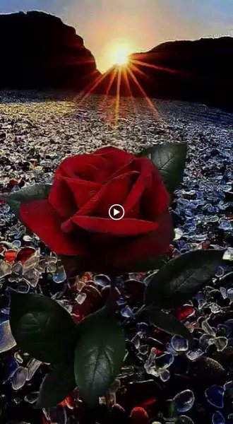 Ночная роза