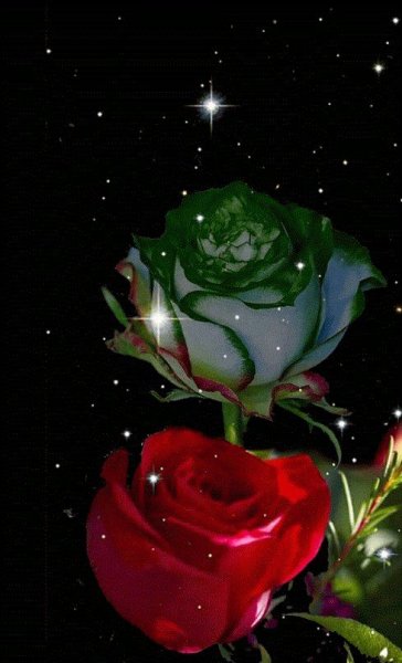 Сверкающие розы