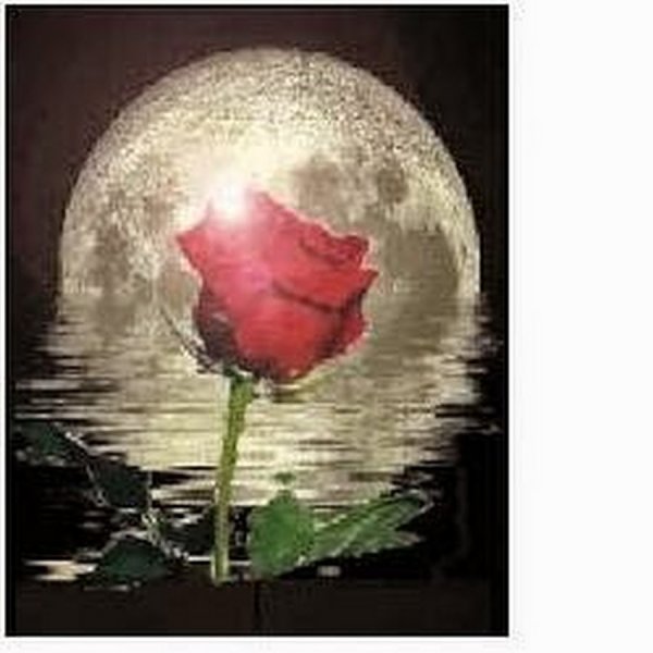 Гиф лунный цветок