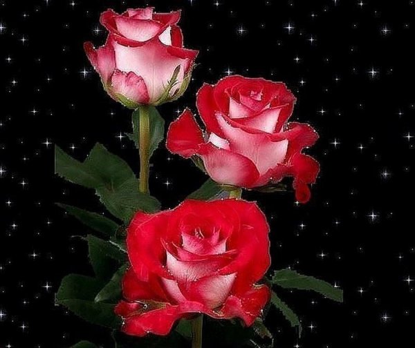 Анимированные розы