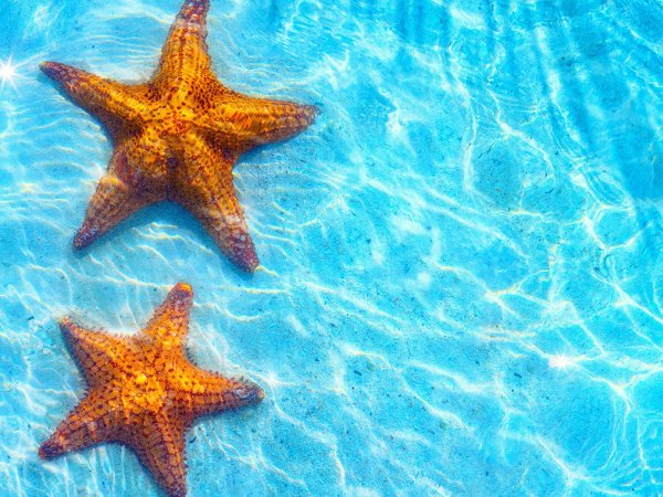 Морская звезда в море