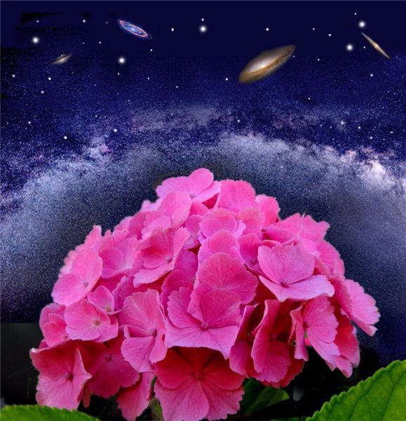 Звездный цветок