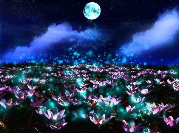 Лунный цветок.