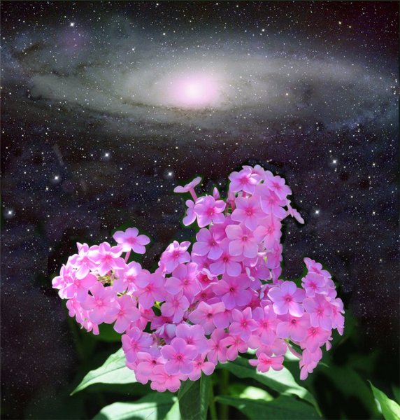 Цветы на фоне звездного неба