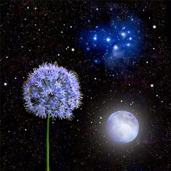 Одуванчик космос