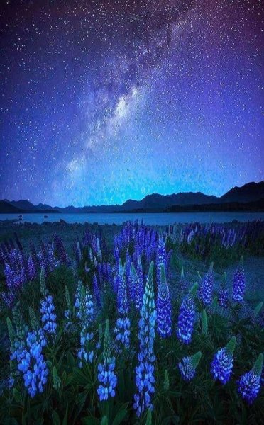 Сиреневая ночь