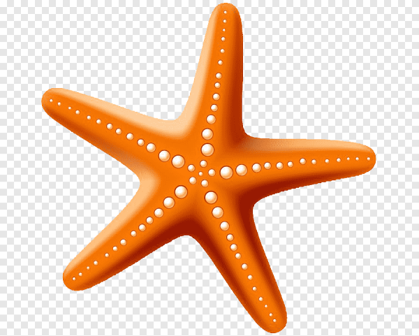 Морская звезда на белом фоне