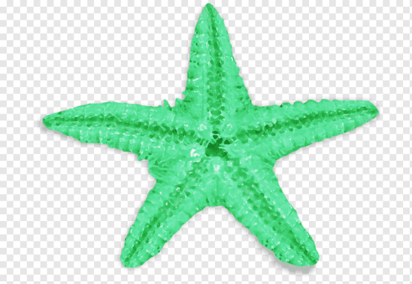 Ариэль морские звезды