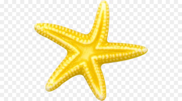 Веселая морская звезда