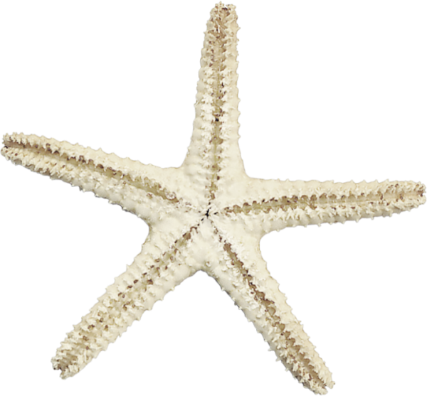 Белая морская звезда