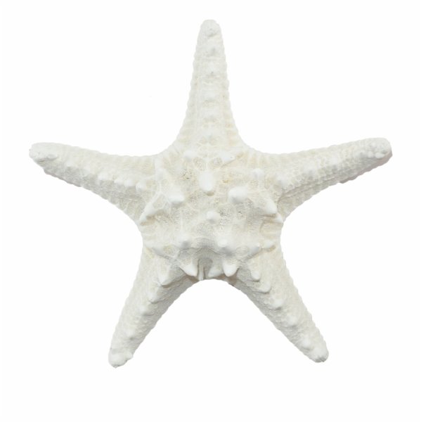Ракушки морские морские звезды на белом фоне