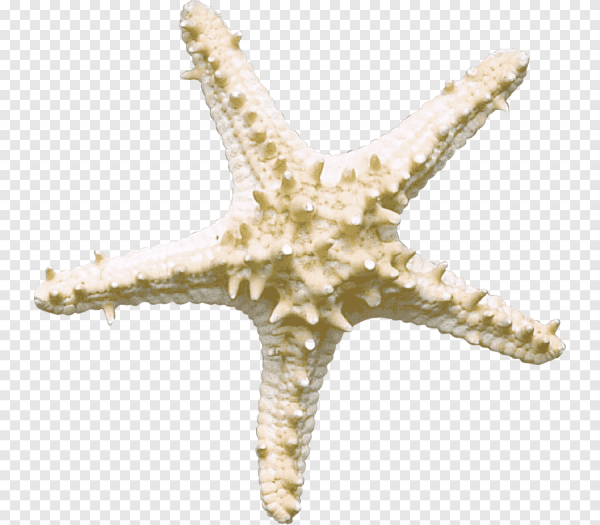 Морская звезда без фона белая