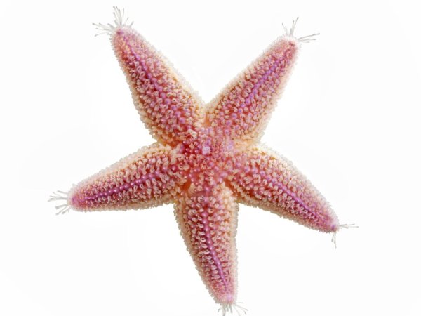 Морские обитатели