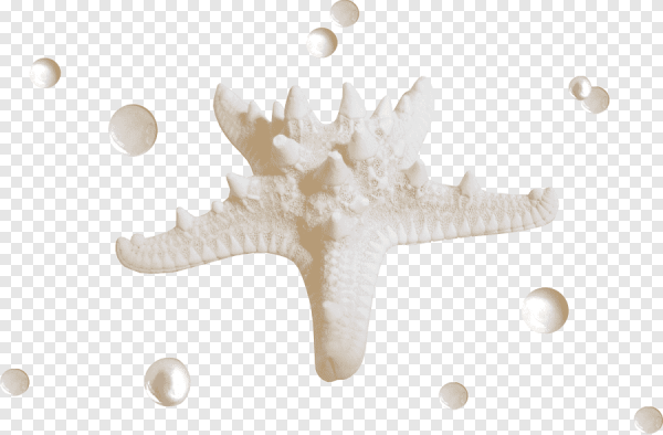 Морская звезда на прозрачном фоне