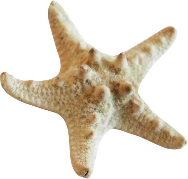 Морская звезда - Starfish