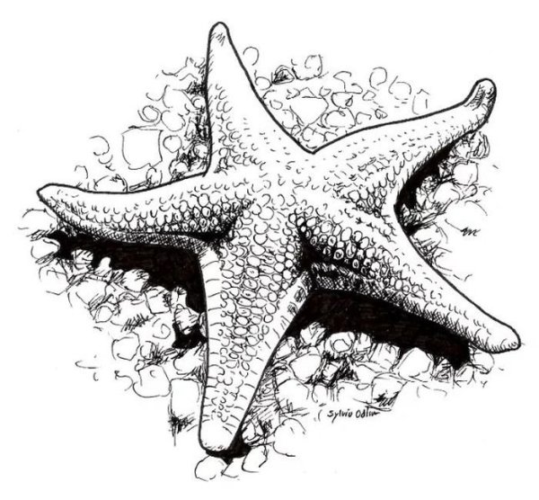 Морская звезда карандашом