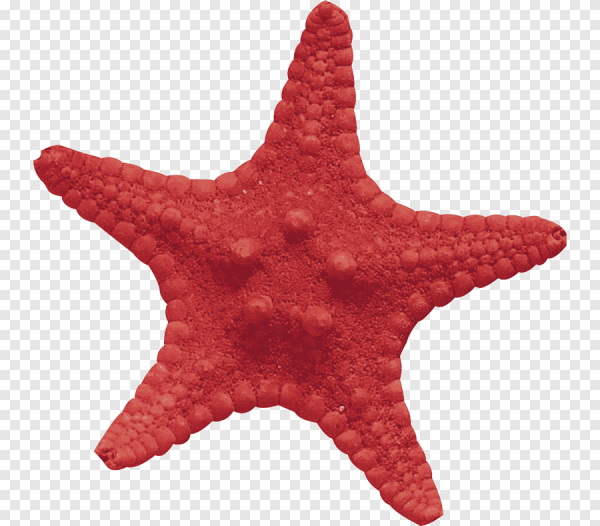 Морская звезда Midgardia Xandaros.