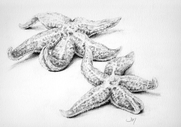 Pteraster militaris звезда морская