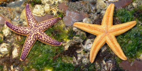 Asterias Rubens (Астериас Рубенс) морская звезда