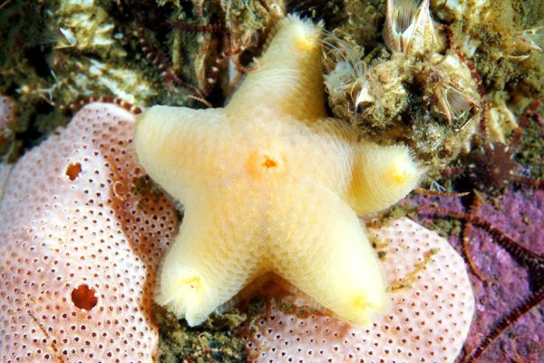 Ракушка на белом фоне