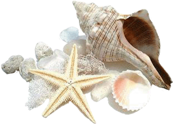 Морская звезда без фона