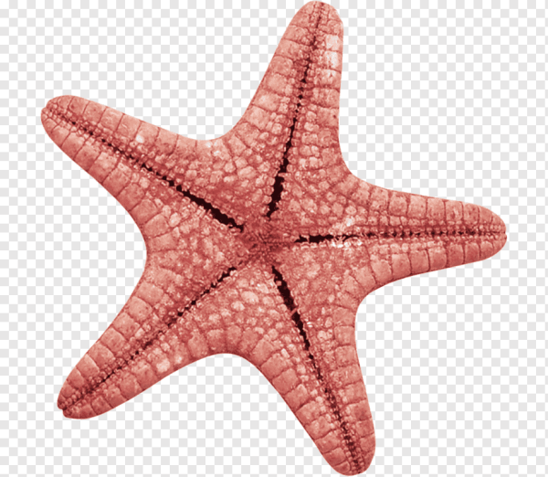 Морские звездочки на прозрачном фоне