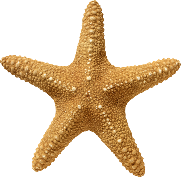 Иглокожие морские звезды