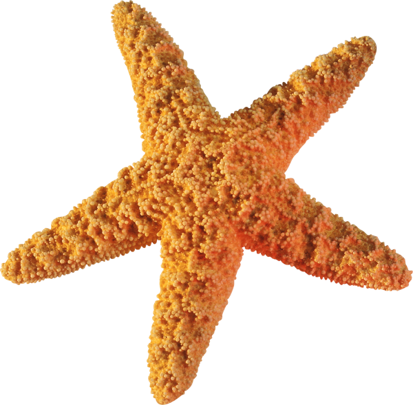 Пятиконечная морская звезда