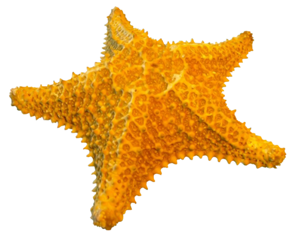 Starfish Shells PNG