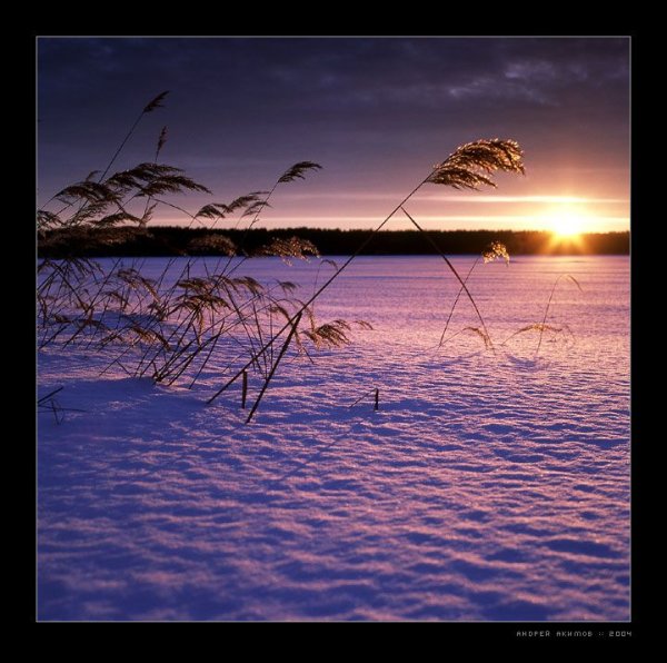 Звезда полей иллюстрация