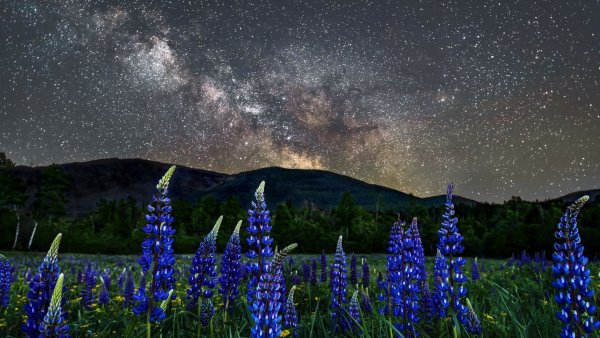 Природа луг под звездами