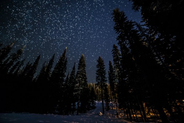 Ночное небо в лесу