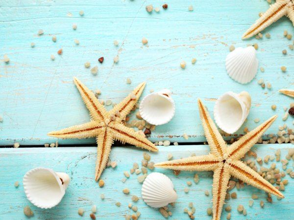 Морская звезда и ракушки