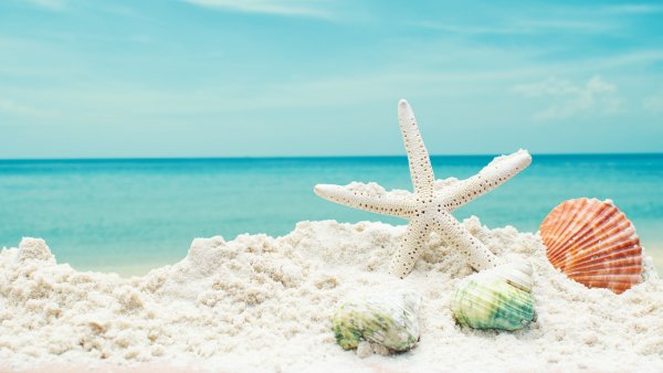 Ракушки на берегу моря