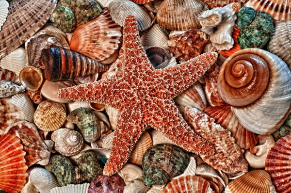 Песчаный пляж с ракушкой