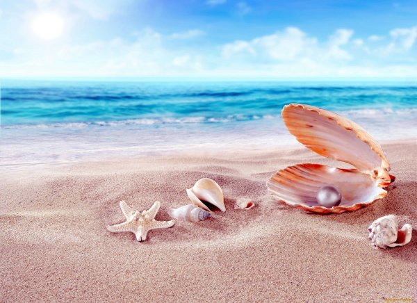 Море ракушки
